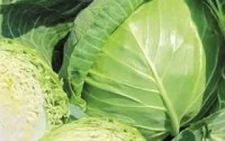 Свежая капуста Нахаленок F1