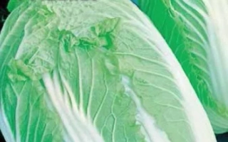 Семенной пакет капусты сорта НАЙНА - Наина