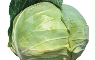 Свежая капуста Наоми F1