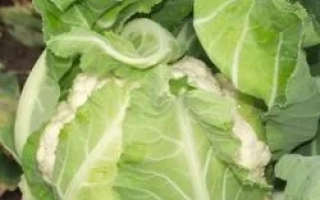 Свежая капуста сорта НАУТИЛУС F1