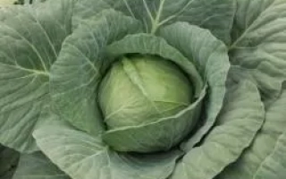 Свежая капуста без названия - НЕГУС F1
