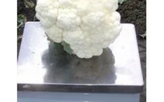 Белокочанная капуста на весах - НЕМО F1