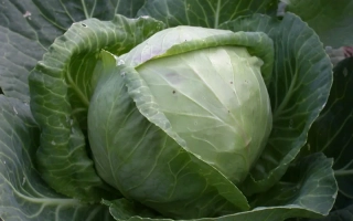 Свежая капуста сорта Номер первый Грибовский 147