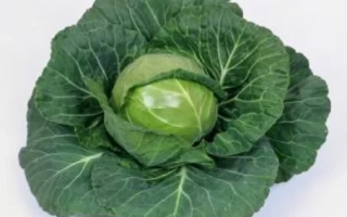 Свежая капуста сорта НОЗОМИ F1