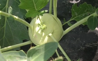 Fresh kohlrabi growing in field - Oasis