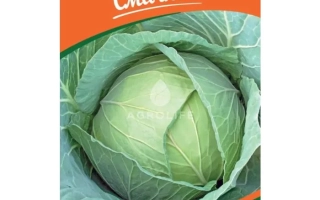 /Ольга/ / Ольга