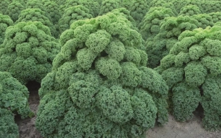 Свежая капуста ОЛДЕНБОР на грядке