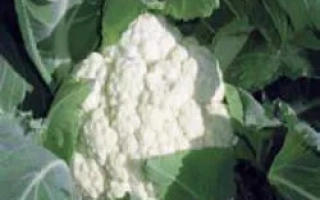 Белокочанная капуста на грядке - Опал РЦ F1