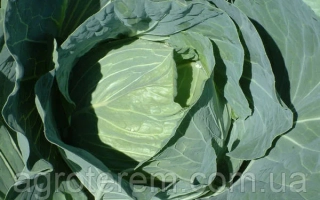 Свежая капуста, крупный план листьев - ОПТИМА
