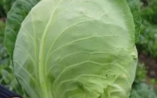 Свежая капуста, держимая в руке на фоне грядки - ОРАКЛ F1