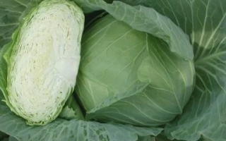 Свежая капуста с разрезанным центром - ОТМ КВИН F1