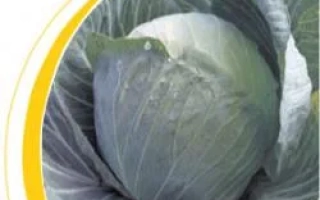 Капуста на фоне с желтой дугой - Оторино F1