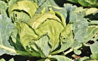 Свежая капуста на грядке - Отрада