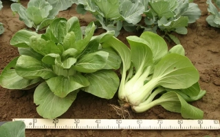 Капуста Памяти Поповой F1 на грядке с линейкой для измерения