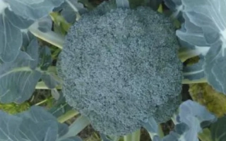 Брокколи на грядке - Партенон F1