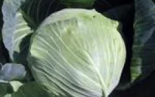 Свежая капуста сорта Перфекта F1