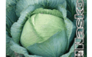 Капуста Перлина F1 на упаковке - Перлына F1