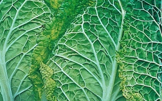 Пирожковая