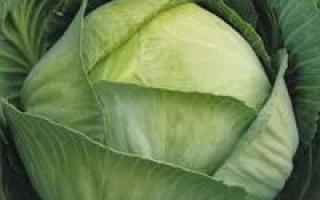 Свежая капуста Пластун F1