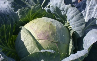 Свежая капуста на фоне листьев - Подарок 2500