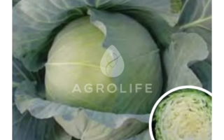 Капуста сорта AGROLIFE - Полар