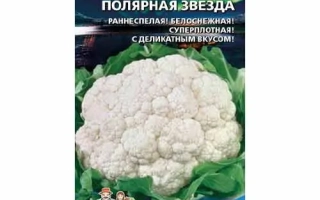 Полярная Звезда