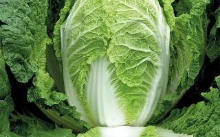 Свежая капуста на темном фоне - ПРЕДУРО