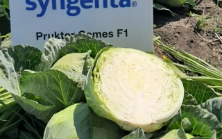 Пруктор Семес