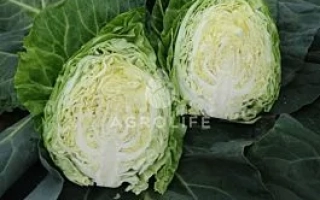 Две половинки капусты на фоне листьев с надписью AGRO LIFE - Пилон