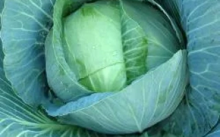 Свежая капуста без названия продукта - Рамада F1