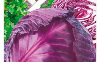 Пакет семян капусты Ранитоп с изображением фиолетовой капусты и логотипом