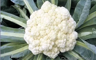 Белокочанная капуста Ранняя Грибовская 1355