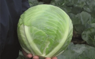 Реактион Ф1