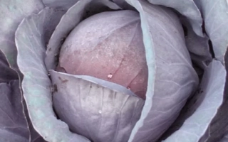 Ред Харизма