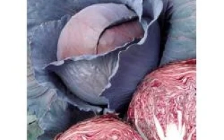 Рэд Династи F1