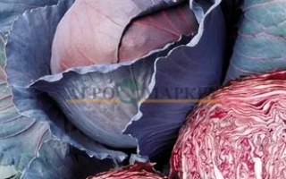 Ред Династи F1