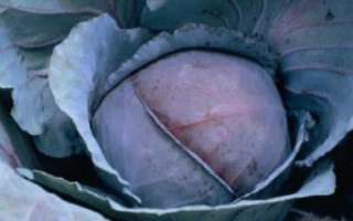 Свежая капуста сорта РЭД ДЖЕВЕЛ F1