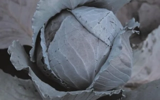 Свежая капуста на фоне земли - РЕДКАП