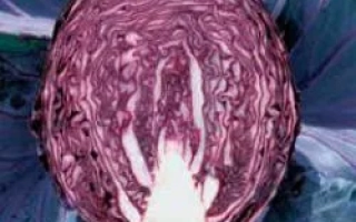 Срез красной капусты сорта Рэдма РЦ F1