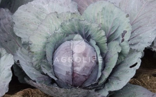 Капуста сорта REDSKY F1 на земле - РЕДСКАЙ F1