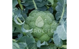 Fresh broccoli in field with AgroLife logo - Regge