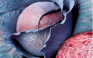 Свежая капуста с фиолетовыми и розовыми листьями - РЕГИЛИУС