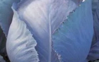 Синяя капуста сорта Регума РЦ F1