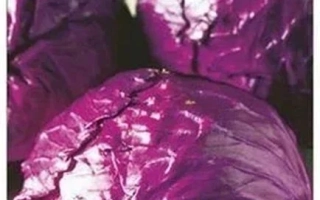 Пакет семян капусты краснокочанной Ремала F1