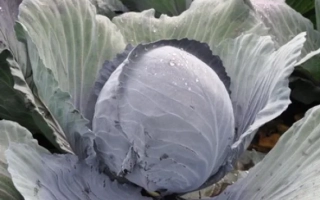 Свежая капуста с влажными листьями - РЕСИМА