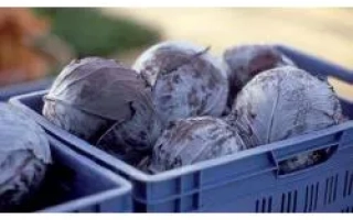 Головы капусты в синей пластиковой корзине - Родима РЦ F1