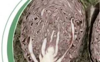 Срез красной капусты на фоне травы - Родон F1