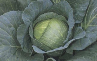 Свежая капуста с плотными листьями - РОЙАЛ ВАНТАЖ F1