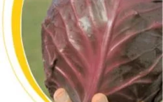 Красная капуста Романов F1 в руке