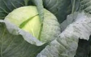 Свежая капуста Ротонда F1 с влажными листьями